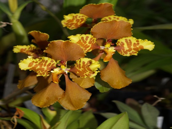 Botanická zahrada Teplice