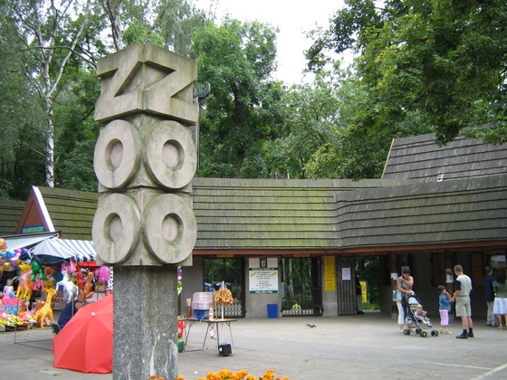 ZOO Lódž – Agalychnis Callidryas