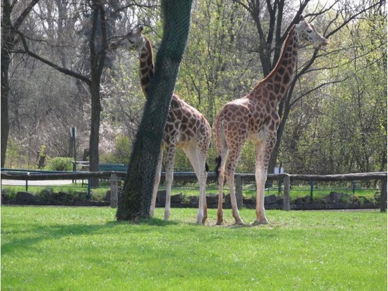ZOO Lodz – Žirafa Rotschildova