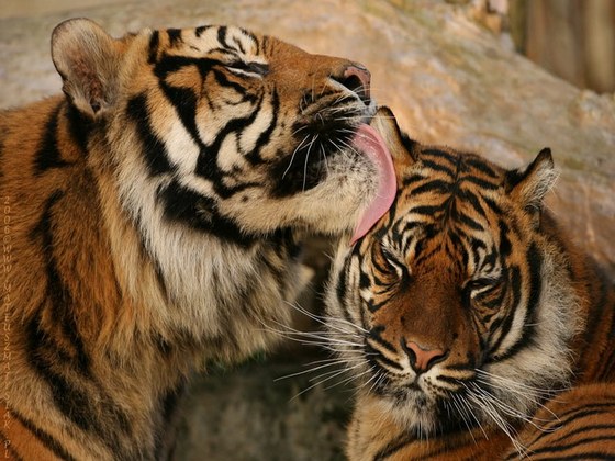 ZOO Warszawa – Tygrys Sumatrzanski