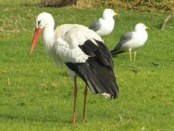 ZOO Warszawa – Bocian Bialy