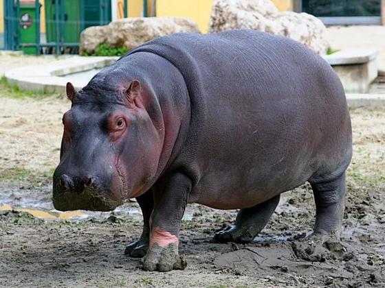 ZOO Ostrava – Hroch obojživelný