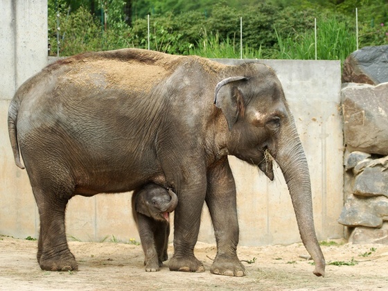 ZOO Ostrava – Rashmi