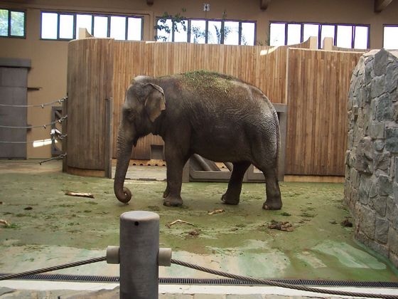 ZOO Ostrava – Slon indický
