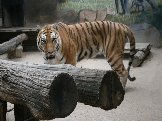 ZOO Hodonín – Tygr Usurijský