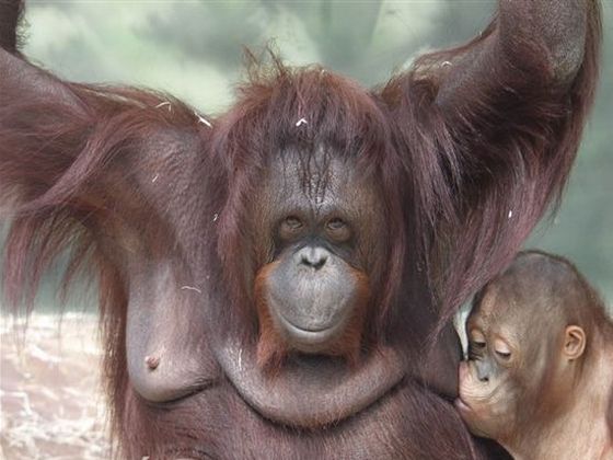 ZOO Ústí nad Labem – Orangutan Bornejský