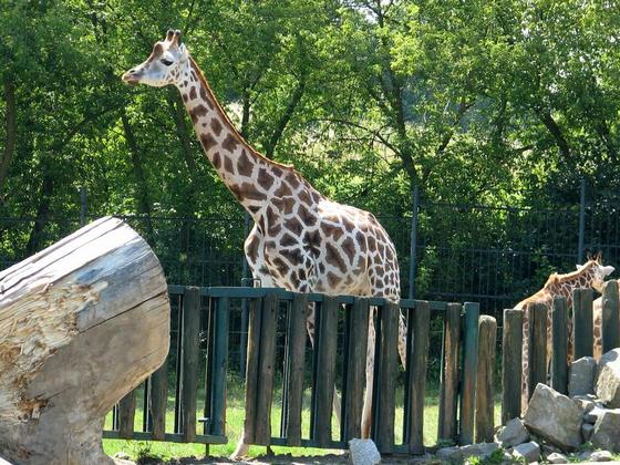 ZOO Ústí nad Labem – Slon indický