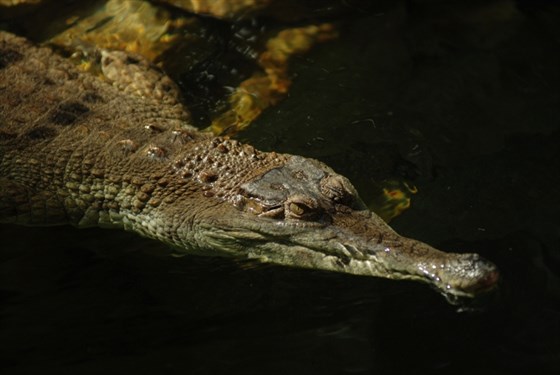 ZOO Ostrava – krokodýl štítnatý