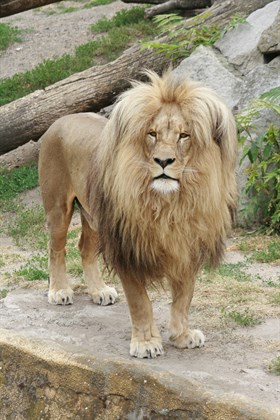 ZOO Ústí nad Labem – Lev Konžský