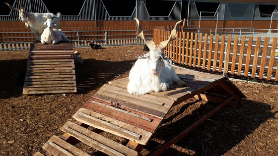 Farmapark Soběhrdy skotský náhorní skot Highland