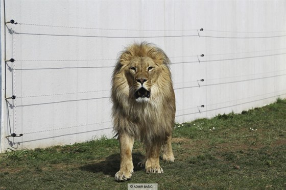Pionyrska dolina ZOO sarajevo Lev africký