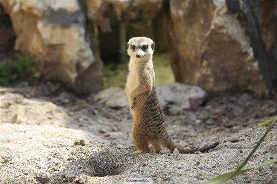 Pionyrska dolina ZOO sarajevo Suricata