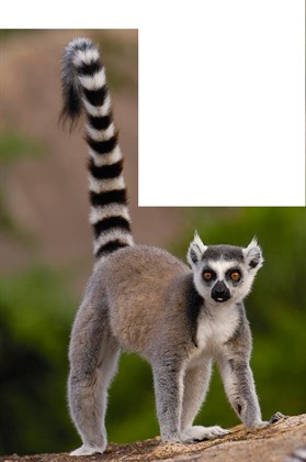 Pionyrska dolina ZOO sarajevo lemur