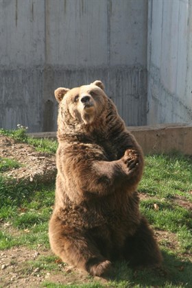 Pionyrska dolina ZOO sarajevo medvěd