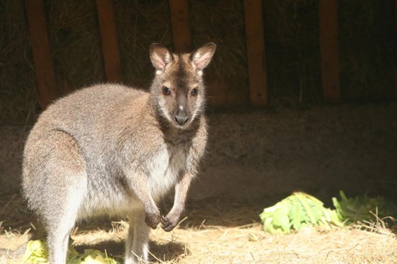 Pionyrska dolina ZOO sarajevo klokan